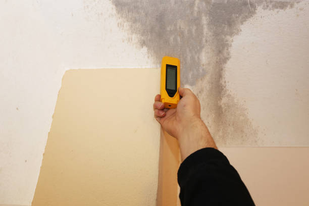 Best Emergency Mold Remediation  in Newberry, FL