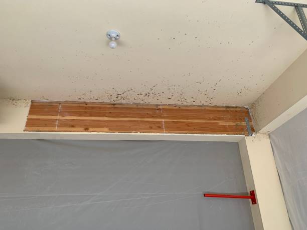 Best Environmental Consulting for Mold Prevention  in Newberry, FL